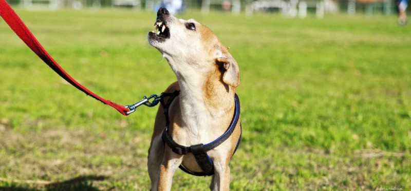 Os cães podem ser treinados para não latir?