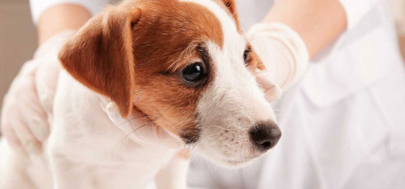 Kunnen honden worden behandeld voor Parvo? 