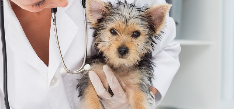 Можно ли лечить собак от бешенства? 