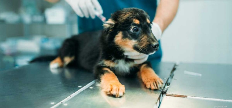 Можно ли лечить собак от парвовируса? 