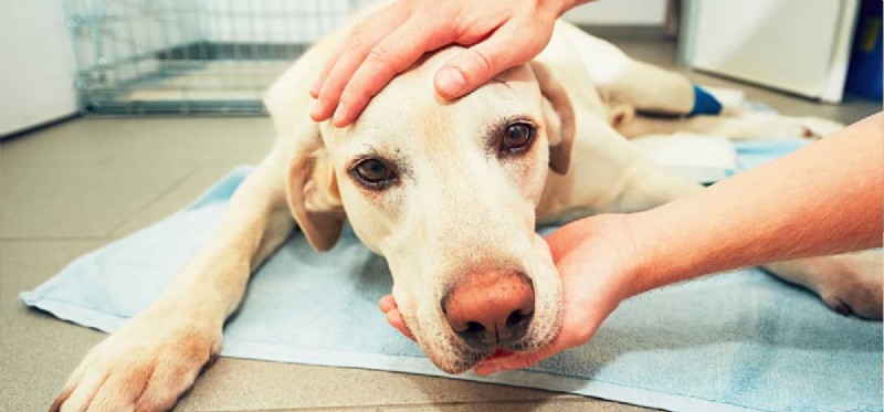 Kan hundar behandlas för Parvo? 