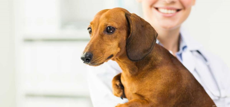 Можно ли лечить собак от парвовируса? 