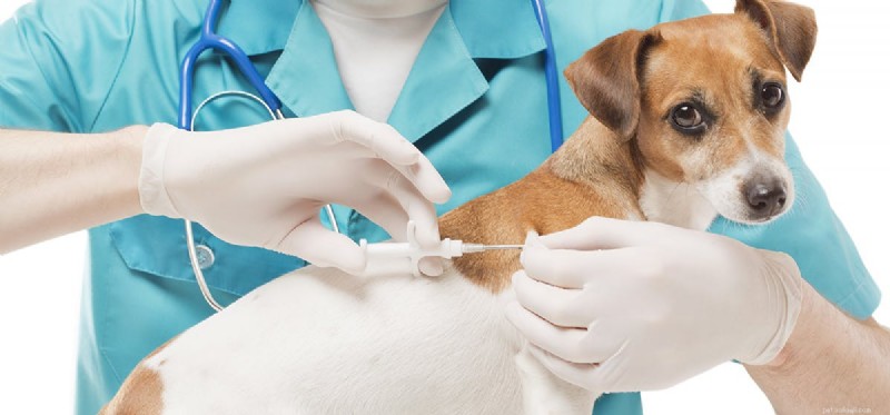 Kan hundar behandlas för rabies? 