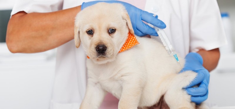 Os cães podem ser tratados para a raiva? 