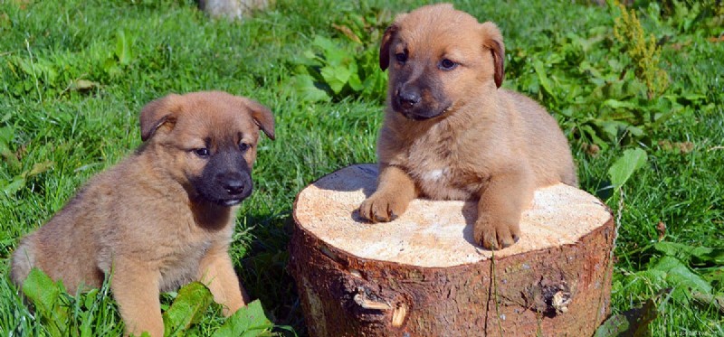 犬は双子になれる?