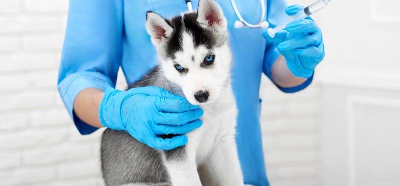 개가 광견병 치료를 받을 수 있습니까? 