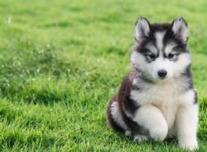 犬は天気の下にいることができますか?