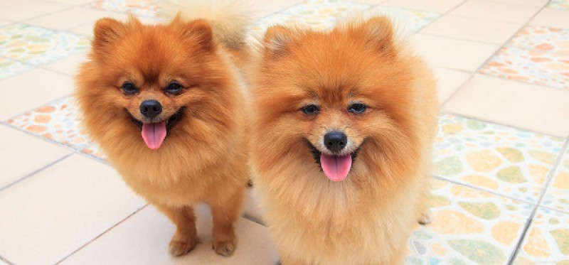 Kan hundar vara tvillingar?