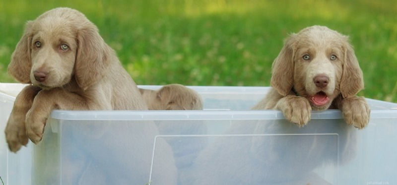 犬は双子になれる?