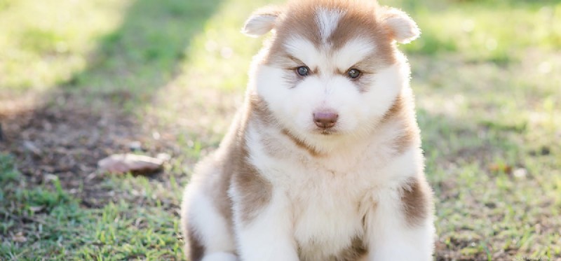 Os cães não podem ser castrados?