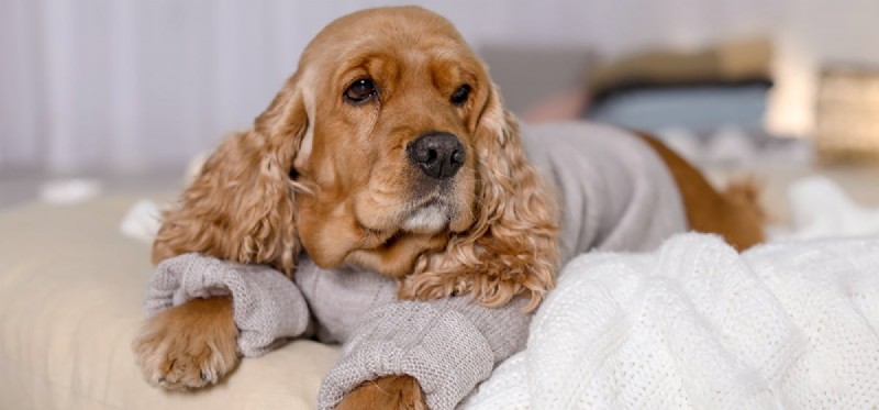 Могут ли собаки переносить стрептококк?