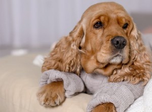 犬は連鎖球菌を運ぶことができますか?