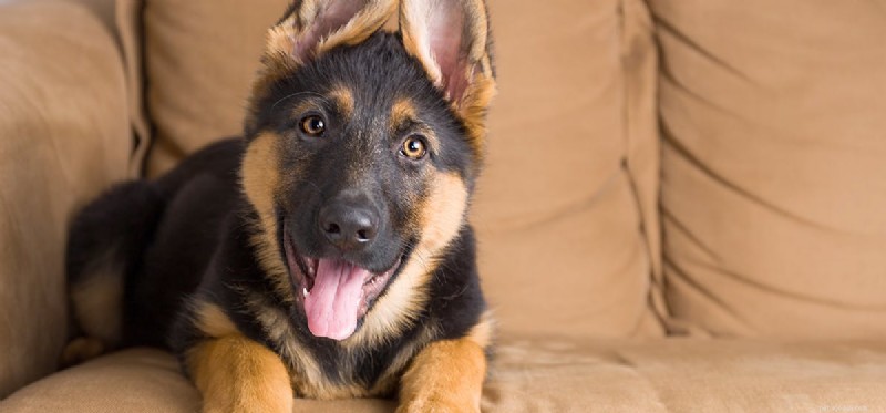 Os cães podem transmitir estreptococos?
