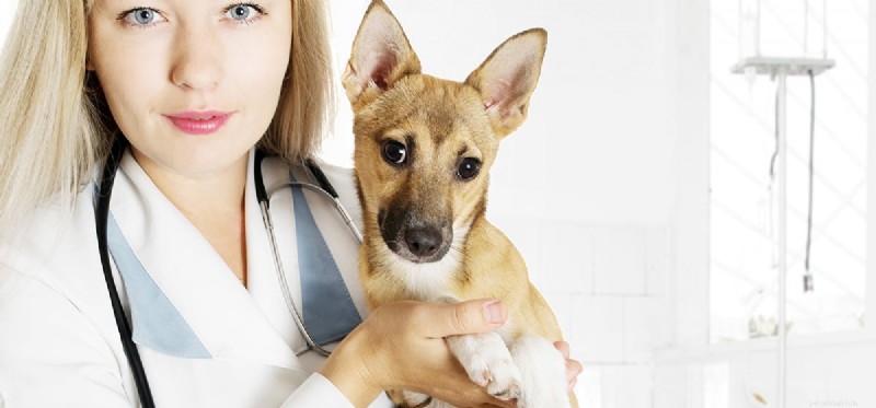개가 독감에 걸릴 수 있습니까?