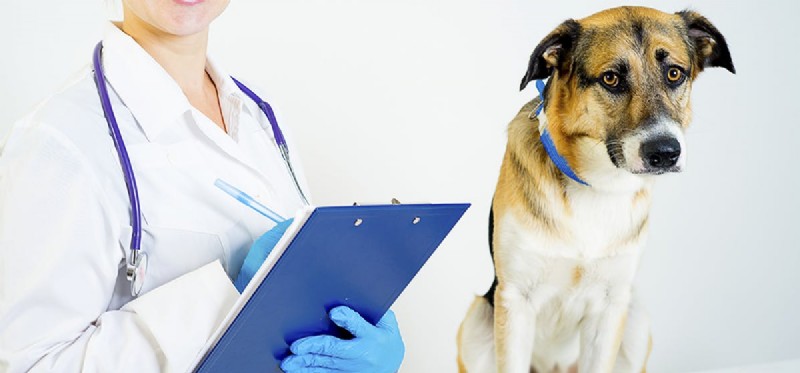 개가 독감에 걸릴 수 있습니까?
