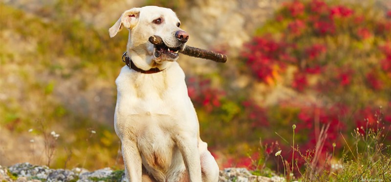 Kunnen honden kauwen op sticks?