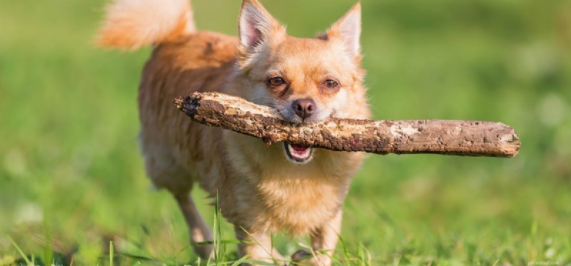 Kunnen honden kauwen op sticks?