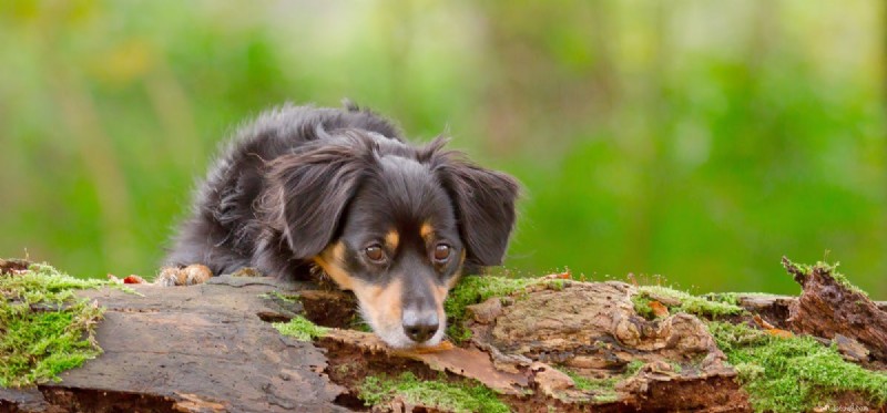 Могут ли собаки лазать по деревьям?