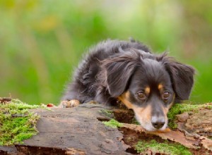 Můžou psi lézt na stromy?