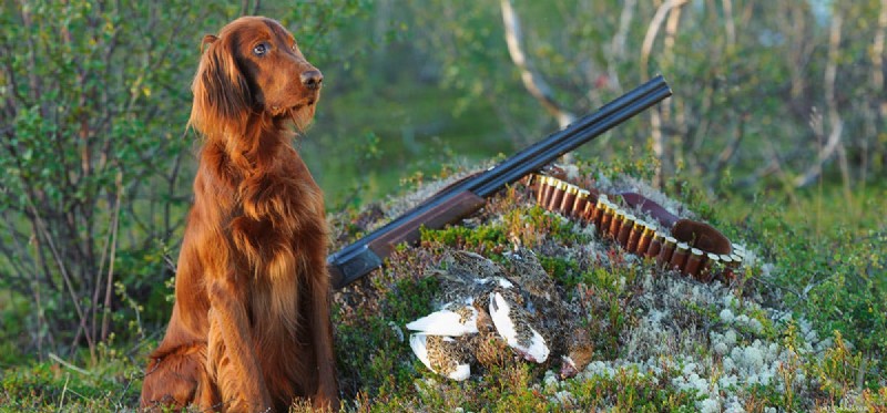 Os cães podem detectar pólvora?