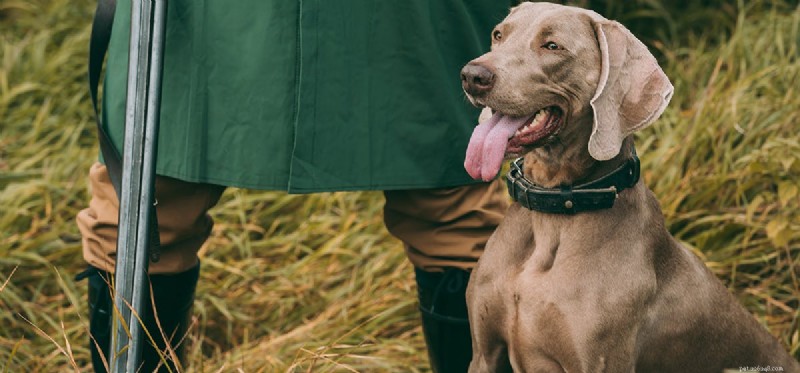 I cani possono rilevare la polvere da sparo?