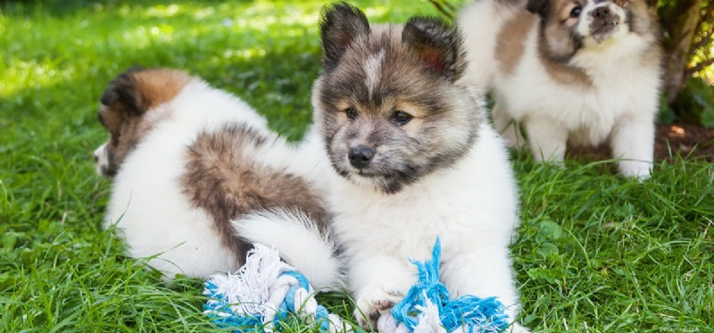 Os cães podem detectar cupins?