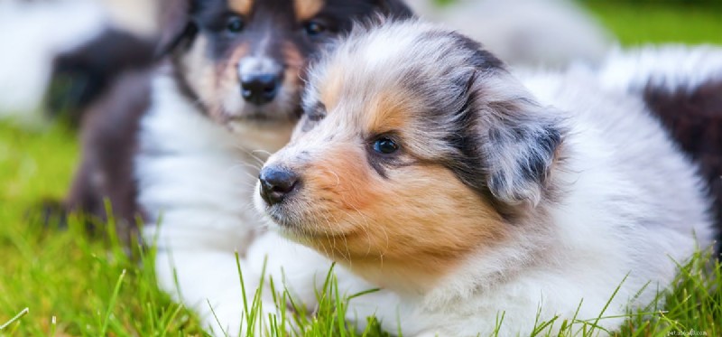Os cães podem detectar cupins?