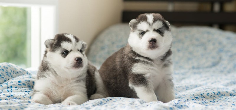 Os cães podem detectar cupins?