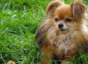 Могут ли собаки умереть от блох?