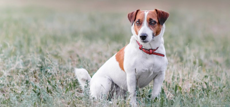 I cani possono morire a causa delle pulci?