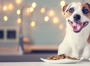 개는 산성 음식을 먹을 수 있습니까?