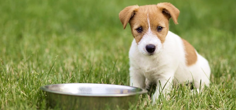 Kunnen honden zuur voedsel eten?