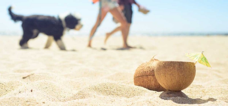 개가 코코넛과 코코넛 오일을 먹을 수 있습니까?