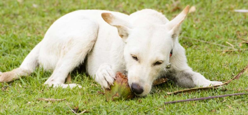 Kan hundar äta kokosnöt och kokosolja?