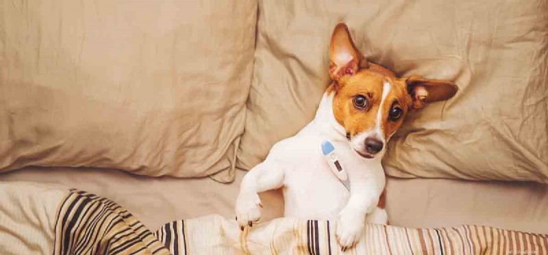 I cani possono simulare la tosse?