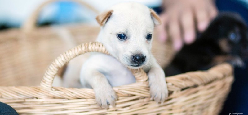 Les chiens peuvent-ils faire semblant d être excités ?