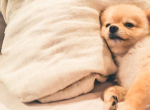 Mohou být psi předstíraní vyčerpaní?