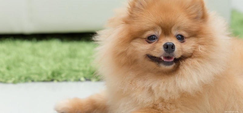 Kan hundar falska vara lyckliga?