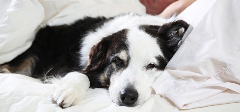 I cani possono fingere di essere esausti?