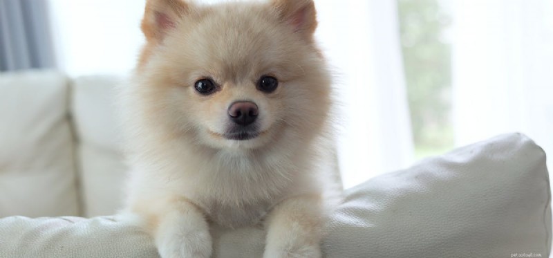 Os cães podem fingir ser felizes?