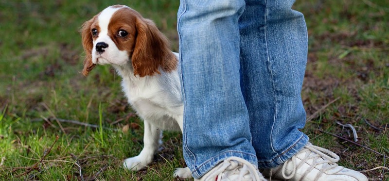 Kunnen honden zich schamen?