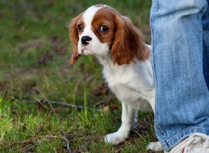 Mohou psi předstírat, že se stydí?