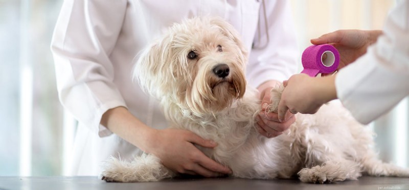 Os cães podem fingir machucar?