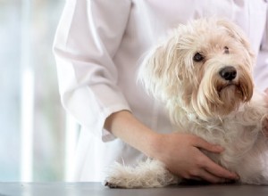Могут ли собаки симулировать боль?