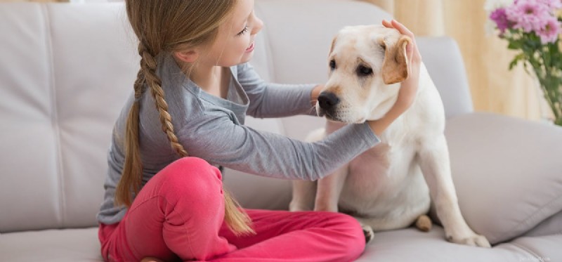 Os cães podem fingir machucar?