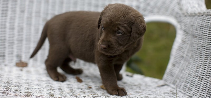 Os cães podem fingir machucar?