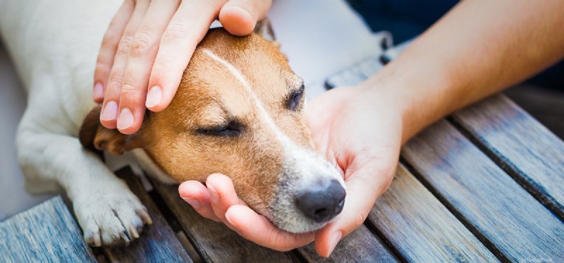 Kan hundar falska sjukdom?