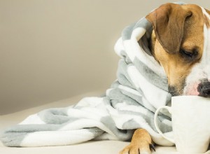 개가 질병을 속일 수 있습니까?