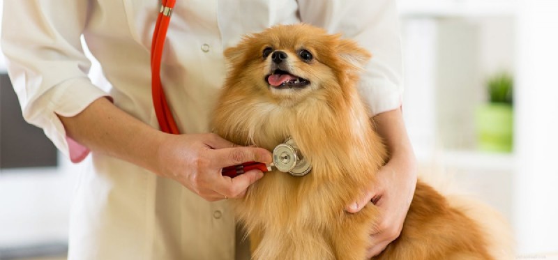 Mohou psi předstírat nemoc?