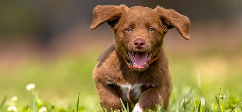Kan hundar falska glädje?